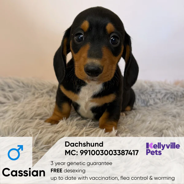 Miniature Dachshund Puppies For Sale | Sydney