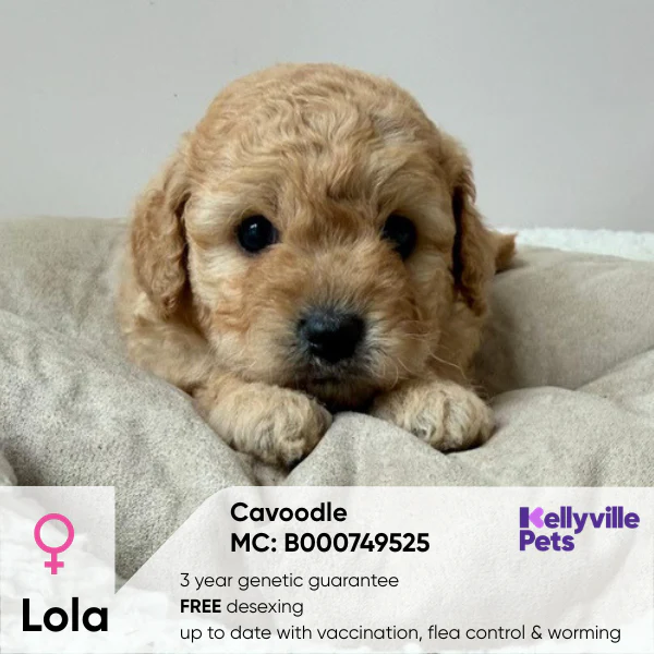 Puppies for Sale Sydney | Kellyville Pets