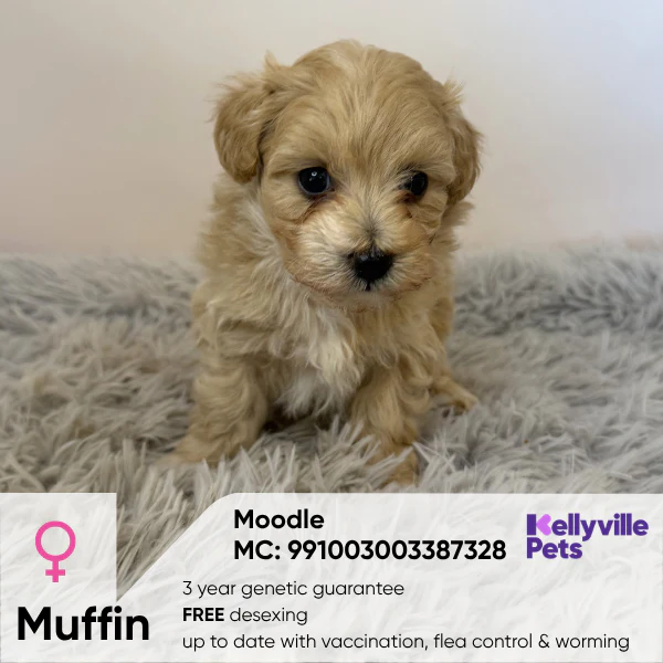 Moodle Puppies for Sale