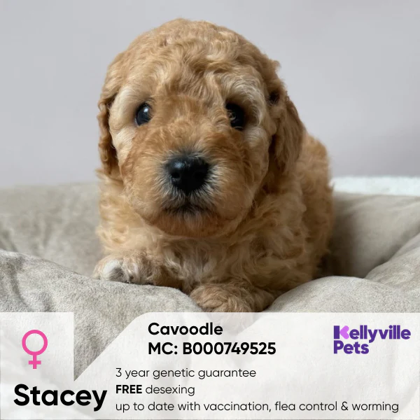 Rockley Valley Park Puppies for sale